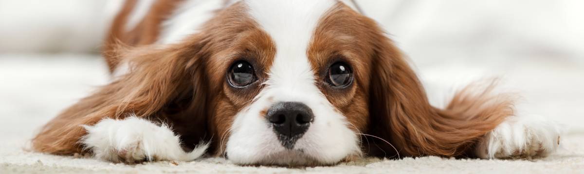 Shampoing pour cavalier king charles